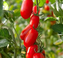 San Marzano